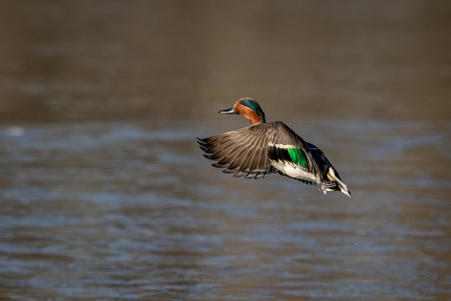 cabane de chasse classique pour affut au canards