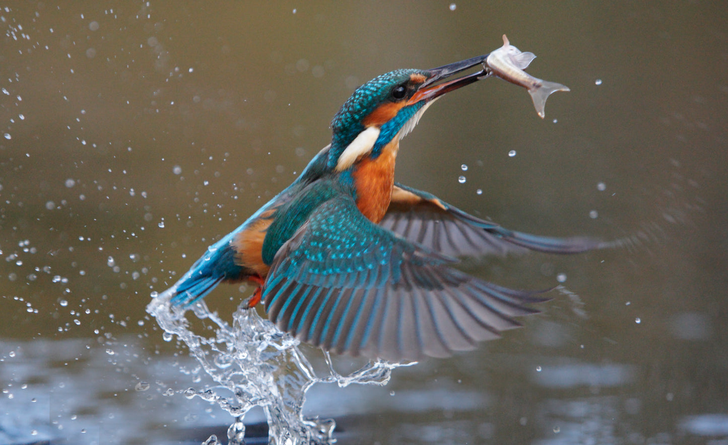 cabane de chasse classique pour affut au canards